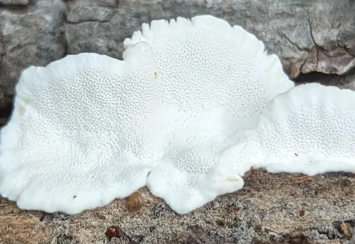 Turkey Tail (Trametes versicolor)