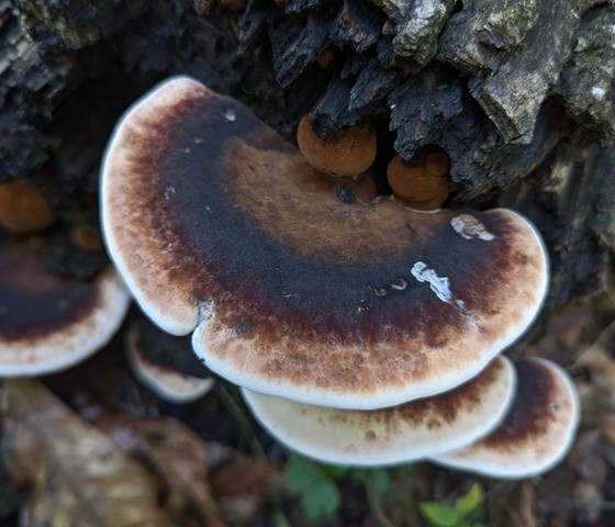 Resinous Polypore (Ischnoderma resinosum)