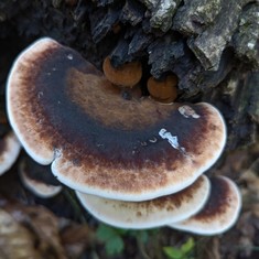 Resinous Polypore