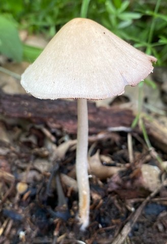 Pale Brittlestem (Candolleomyces candolleanus)