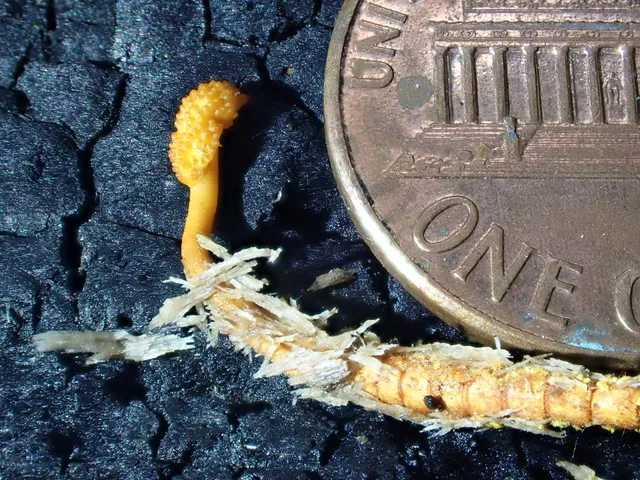 (Ophiocordyceps variabilis)