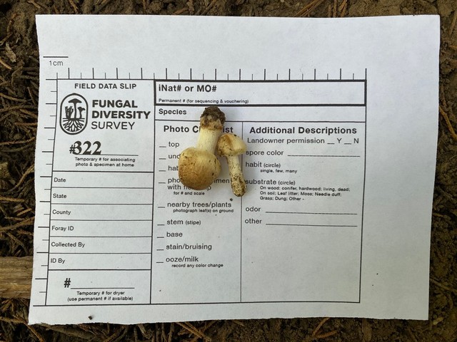 null (Inocybe sp-IN19)