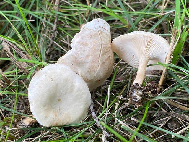 Fool's Funnel / Sweating Descender (Collibia 'rivulosa PNW07')