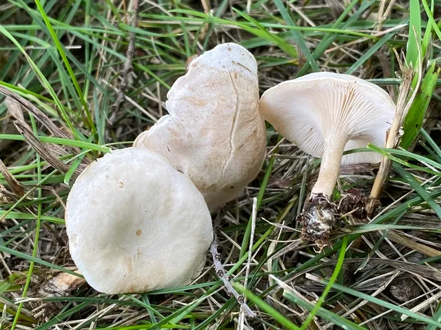Fool's Funnel (Collybia 'rivulosa PNW07')