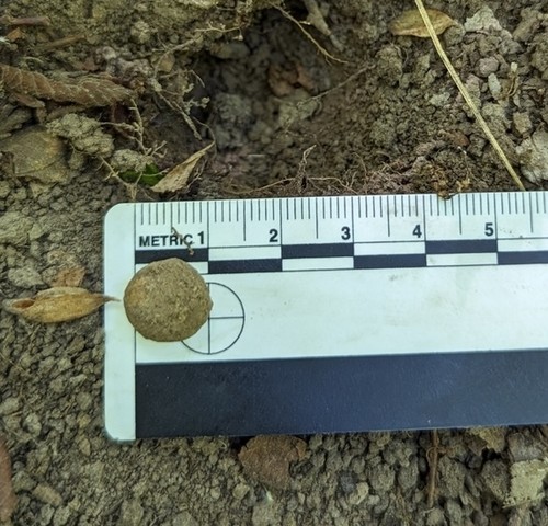 undefined (Elaphomyces sp.)