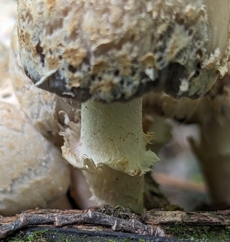 Scaly Ink Cap (Coprinopsis variegata)