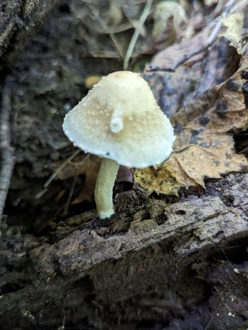 Pale Brittlestem (Candolleomyces candolleanus)