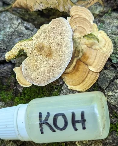 Violet-Toothed Polypore (Trichaptum biforme)