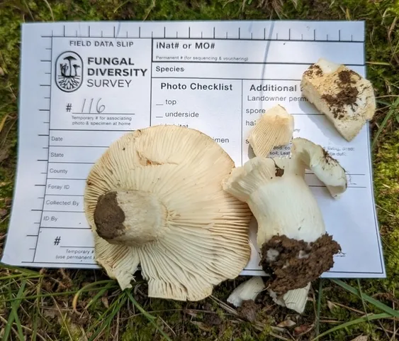undefined (Russula sp-NE02)
