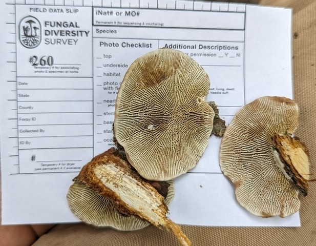 Thin-Walled Maze Polypore (Daedaleopsis confragosa)