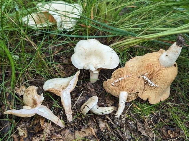 Stout Pink-Staining Lactarius (Lactarius subvernalis var. cokeri)