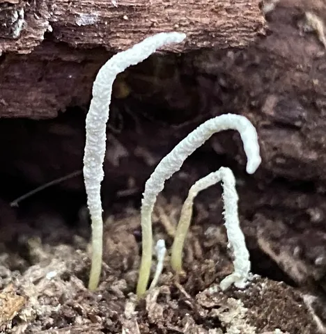 Slinder-Footed Cordyceps (Cordyceps tenuipes)
