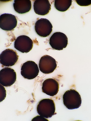 undefined (Elaphomyces sp.)
