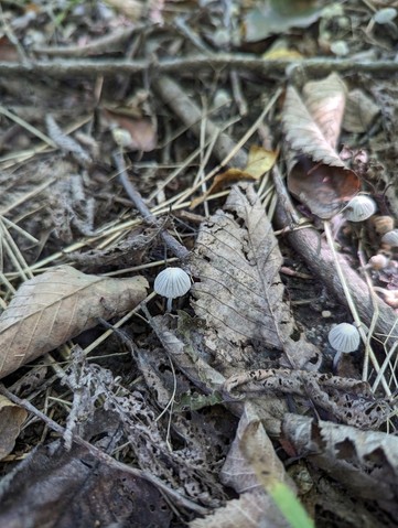 Trooping Crumble Cap (Coprinellus disseminatus)