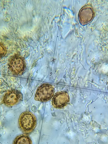 undefined (Hymenogaster spp.)