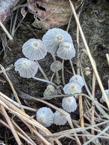 Trooping Crumble Cap (Coprinellus disseminatus)