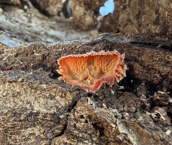 Trembling Crust (Merulius tremellosus)