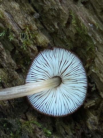 Wine Velvet Shield (Pluteus seticeps)