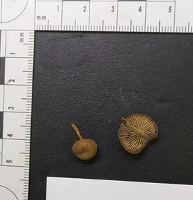 Dingy Twiglet (Simocybe centunculus)