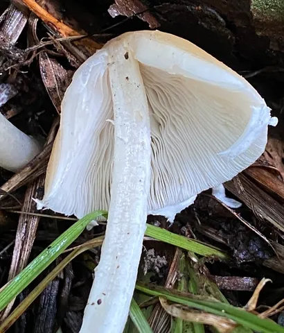 Pale Brittlestem (Candolleomyces candolleanus)