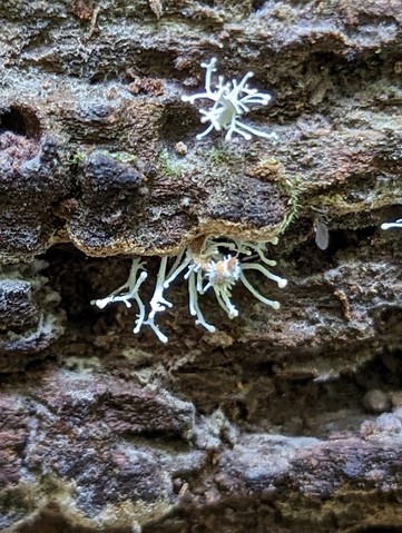 Hypercheeto (Polycephalomycetaceae)