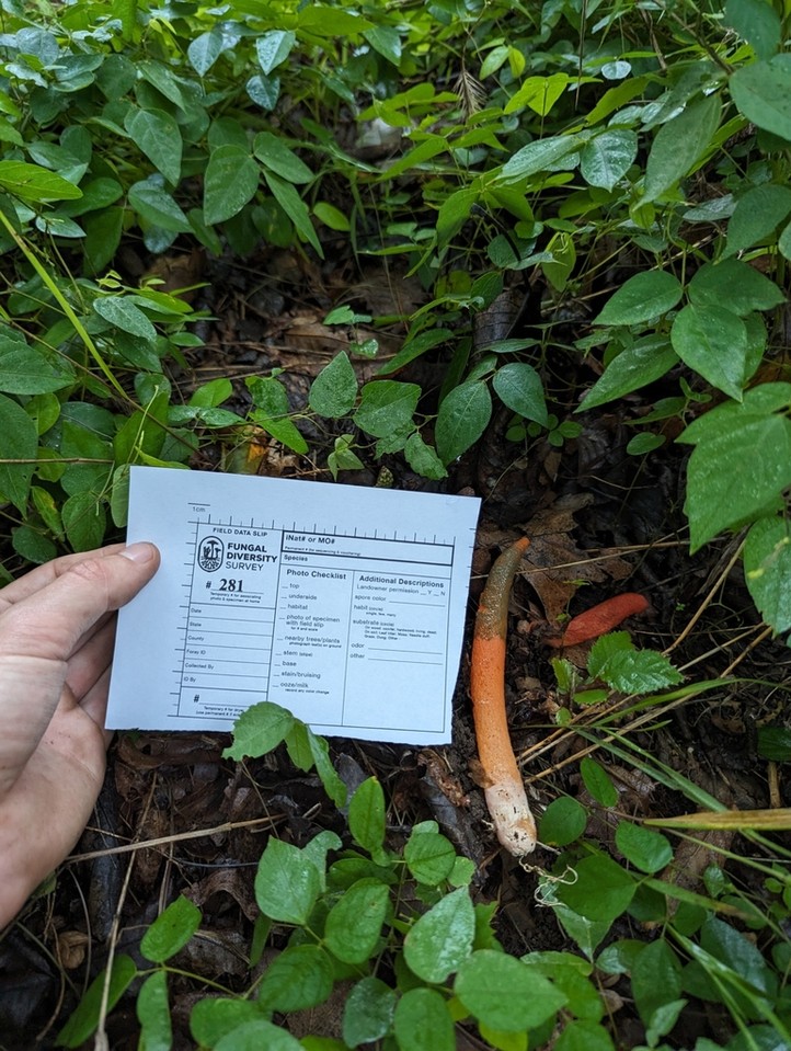 Devil's Dipstick (Mutinus elegans) | Mushrooms of Nebraska