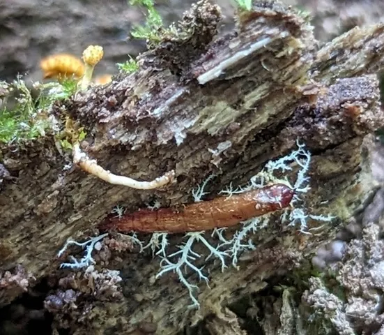 Cheeto Cordyceps (Ophiocordyceps variabilis)