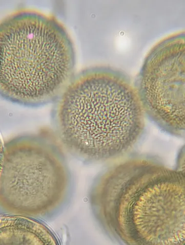 undefined (Elaphomyces spp.)