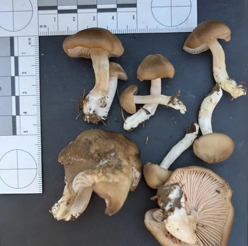 (Entoloma sp. 'IN56')