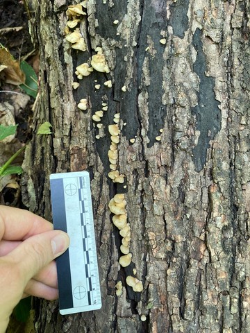 Crepidotus sp. 'IN11'