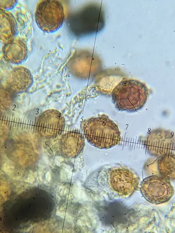 undefined (Hymenogaster spp.)