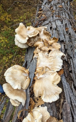 Common Oyster (Pleurotus ostreatus)