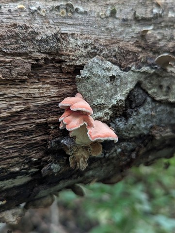 Coral-pink Merulius (Phlebia incarnata)