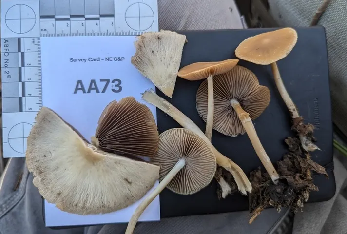 Unidentified Psathyrella (Psathyrella spp.)