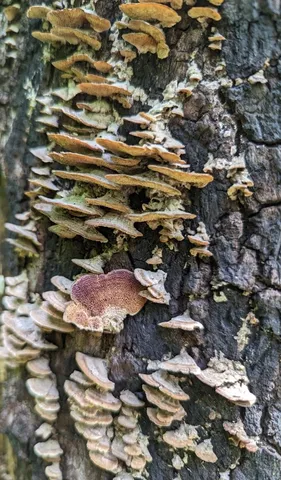 Violet-toothed Polypore (Trichaptum biforme)