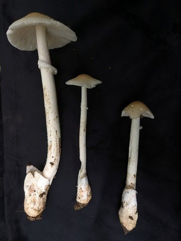 (Amanita Sect. Caesareae)