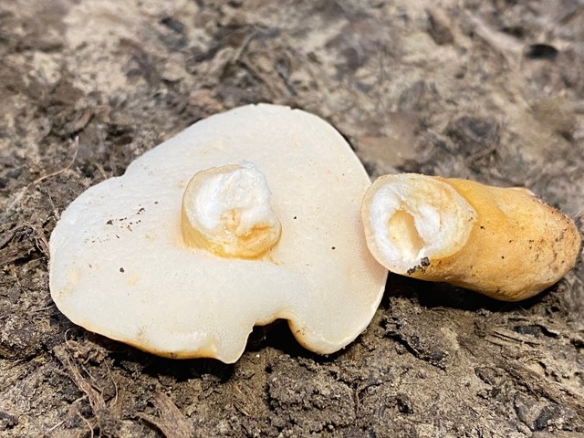 Chestnut Bolete (Gyroporus castaneus-IN07)