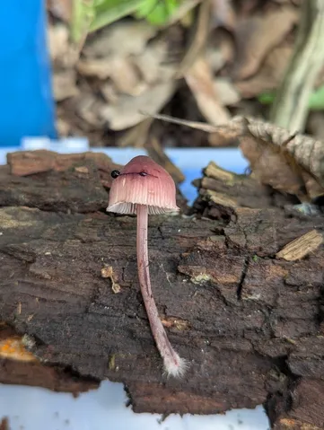 Bleeding Fairy Helmet (Mycena sp. 'haematopus-IN01')