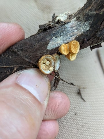 Discrete Birds Nest (Crucibulum parvulum)