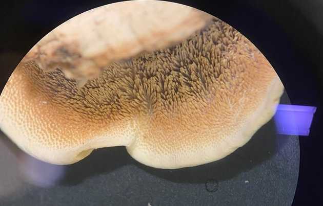 Hymenophore2
