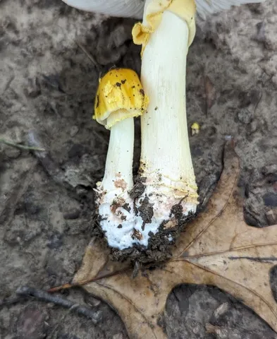 Yellow American Blusher (Amanita flavorubens)