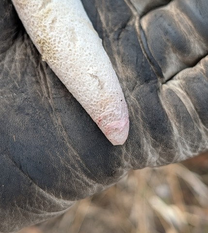 Dune Stinkhorn (Phallus hadriani)