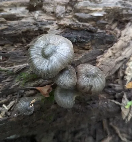 undefined (Pluteus septocystidiatus)