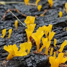 Fan-shaped Jelly Fungus