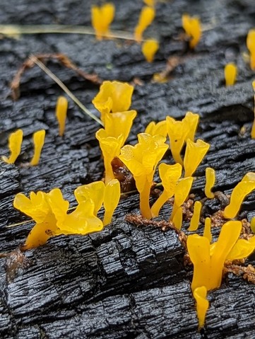 Fan-shaped Jelly Fungus (Dacrymyces spathularia)