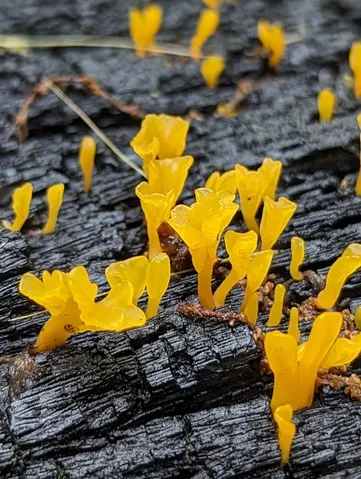 Dacrymyces spathularia