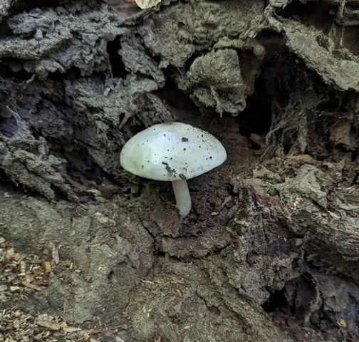Scaly Shield (Pluteus petasatus)