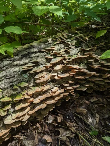 Violet-toothed Polypore (Trichaptum biforme)