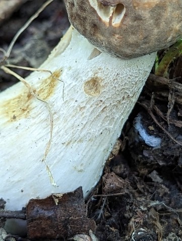 Atkinson's Bolete (Boletus atkinsonii)