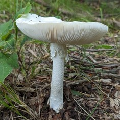 Garlic-Odored Death Cap